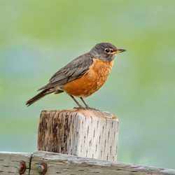 Lowland Derbyshire Biodiversity Action Plan - Derbyshire County Council