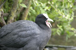 Coot