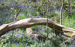 Bluebell Wood