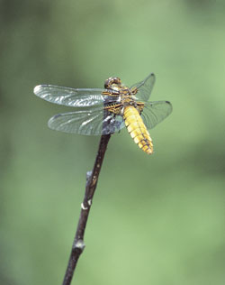 Dragonfly