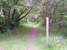 Holmewood Woodlands