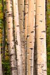 Silver Birch trees