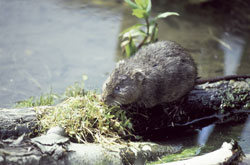 Water vole